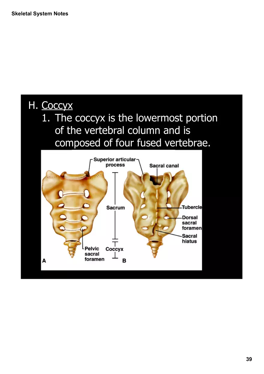 Skeletal System Notes - Page 33