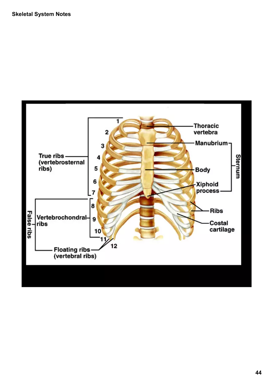Skeletal System Notes - Page 39