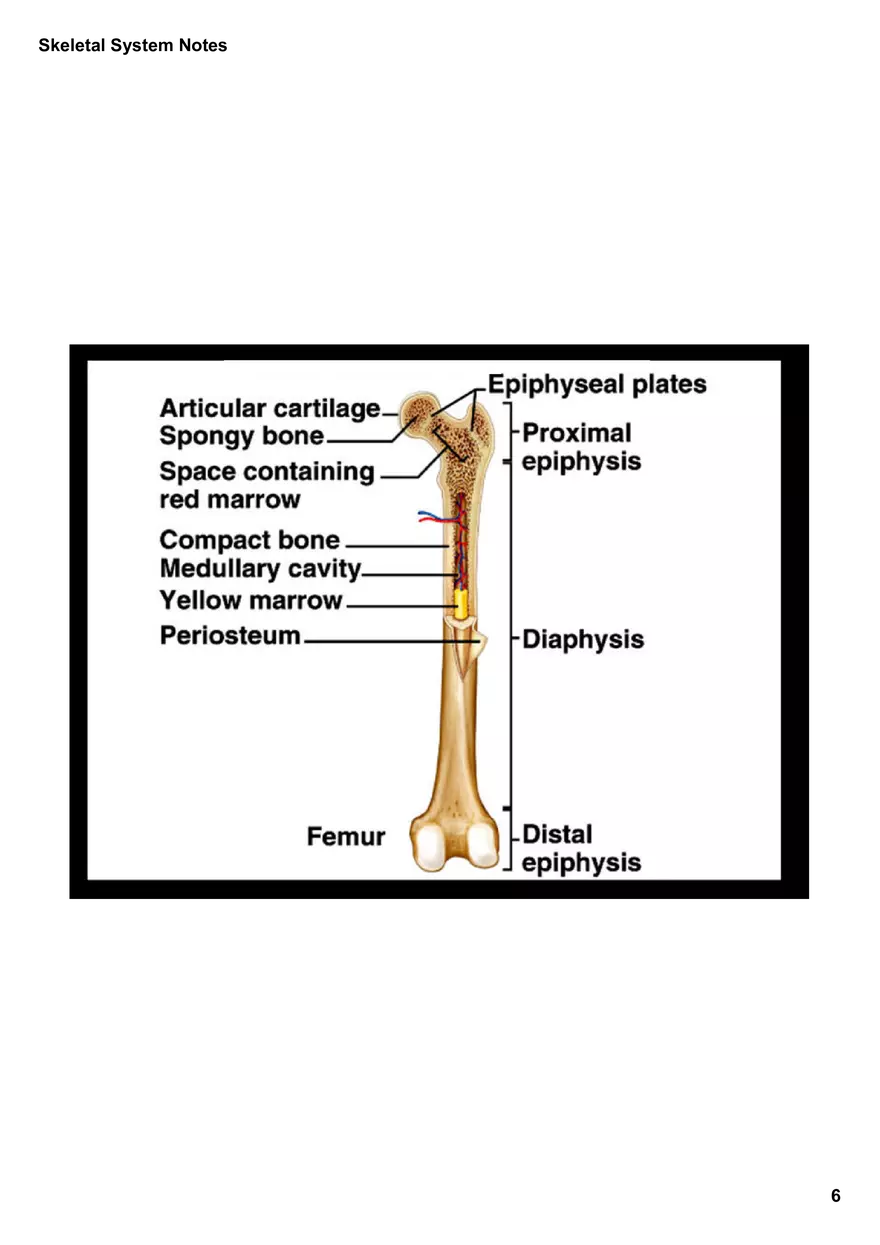 Skeletal System Notes - Page 40