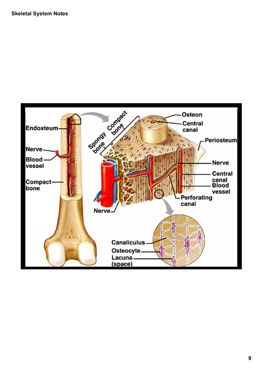 Skeletal System Notes - Page 43