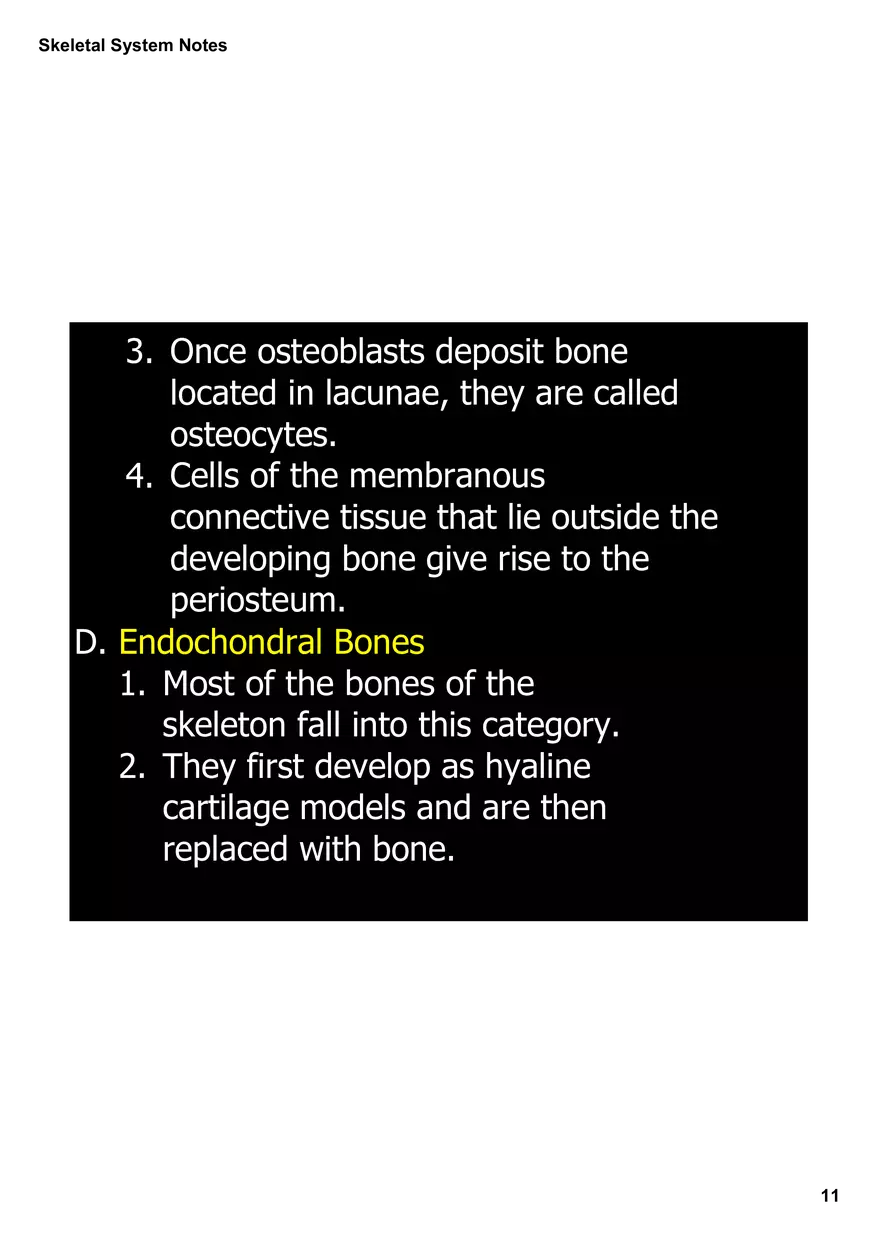 Skeletal System Notes - Page 3