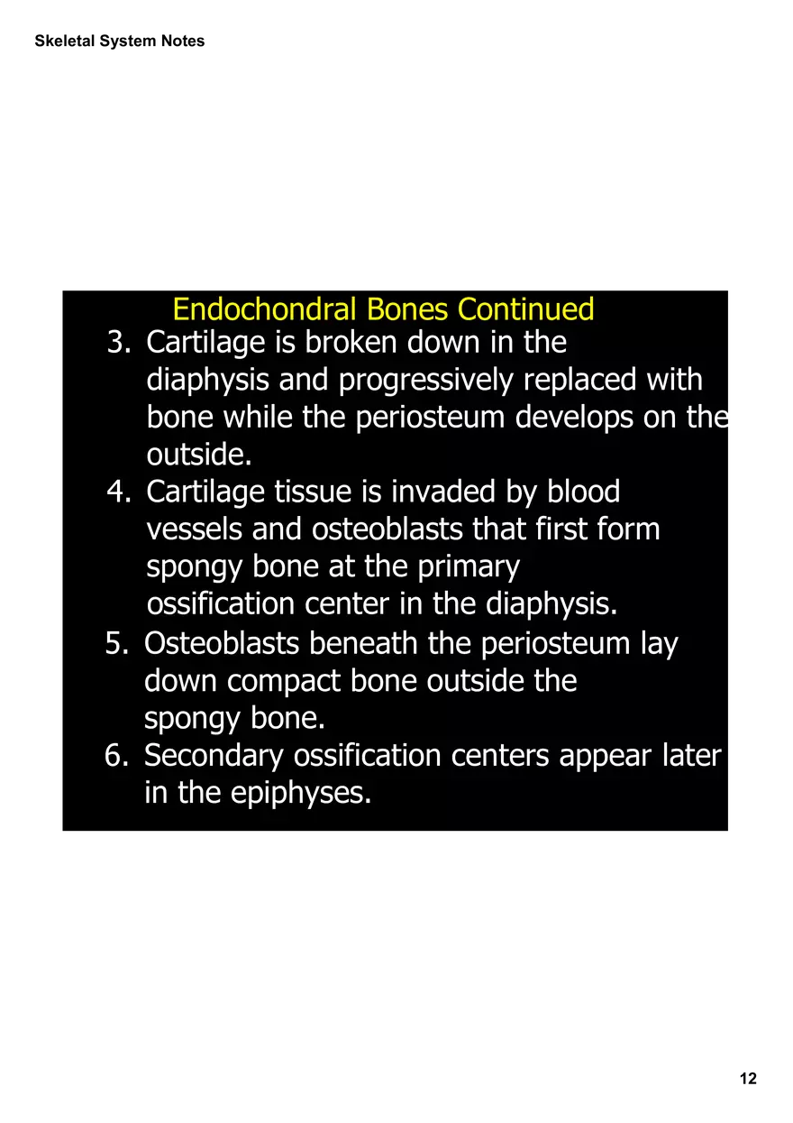 Skeletal System Notes - Page 4
