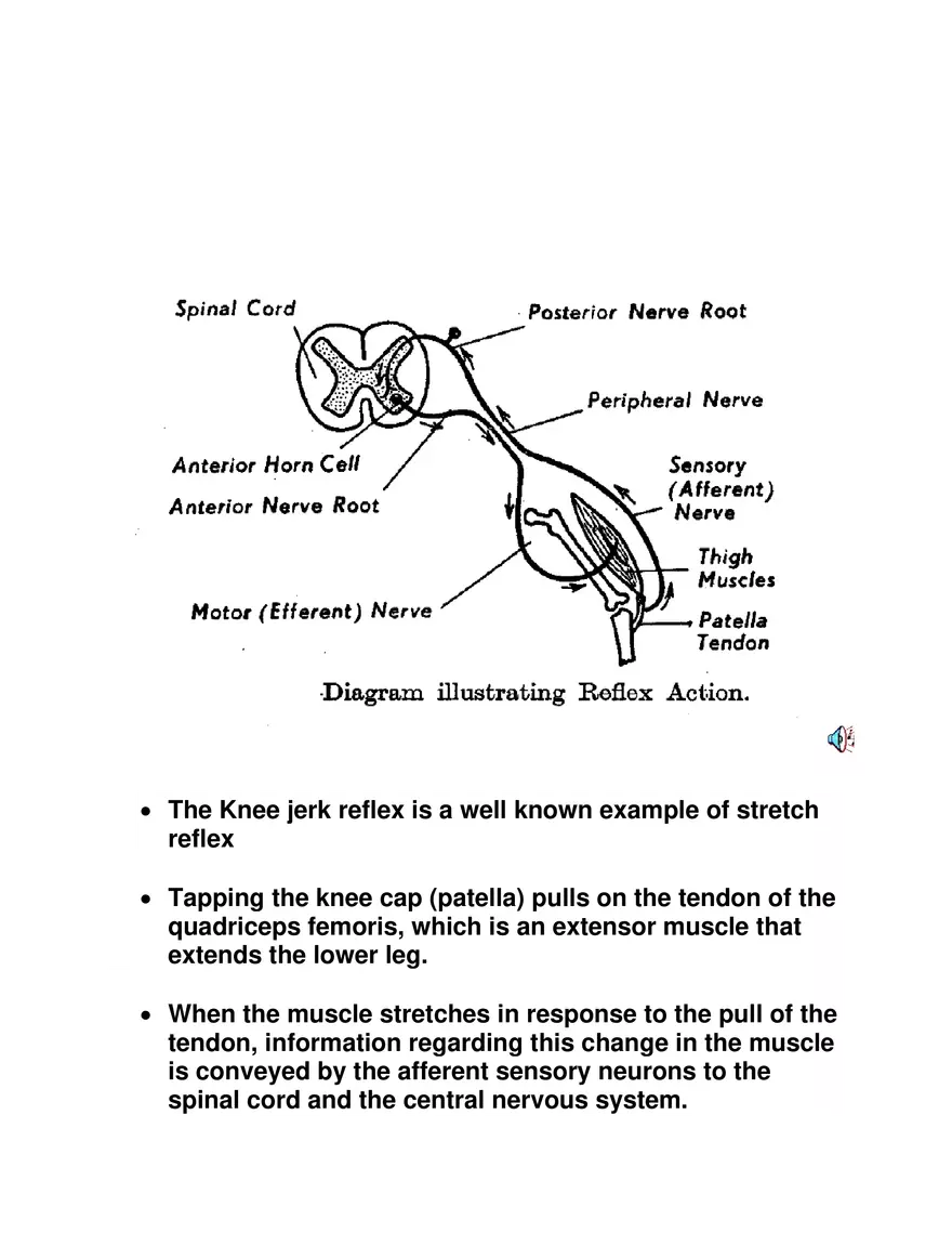 Explain about Reflex Action - Page 2
