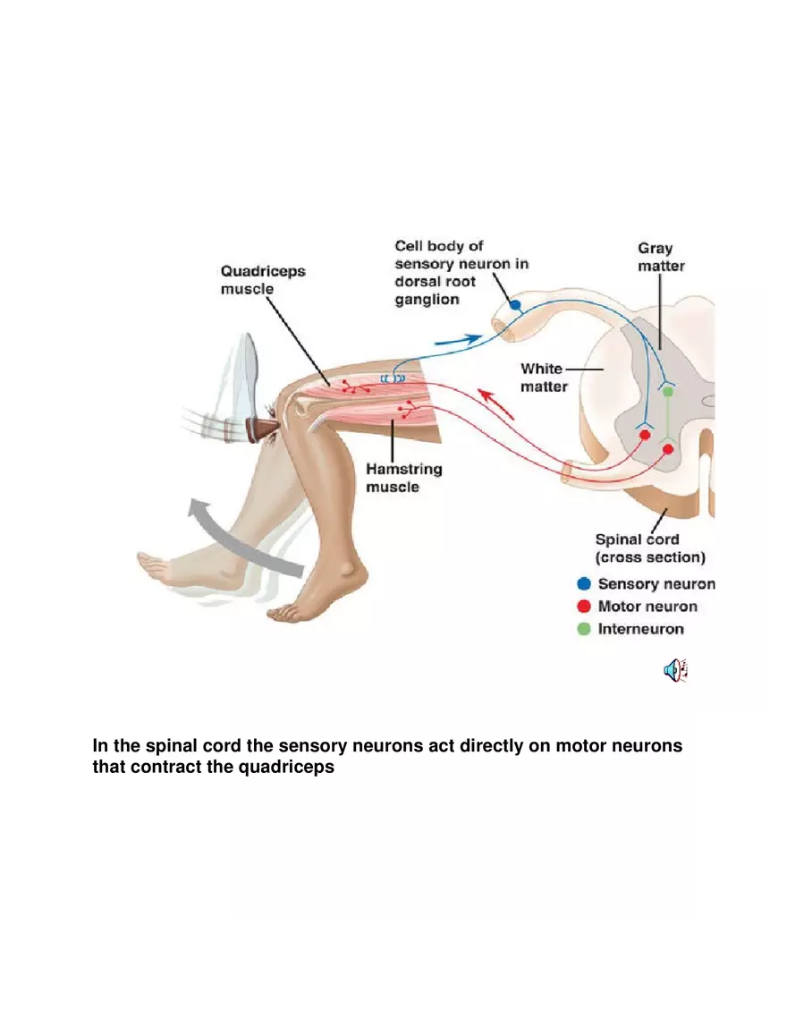 Explain about Reflex Action - Page 3
