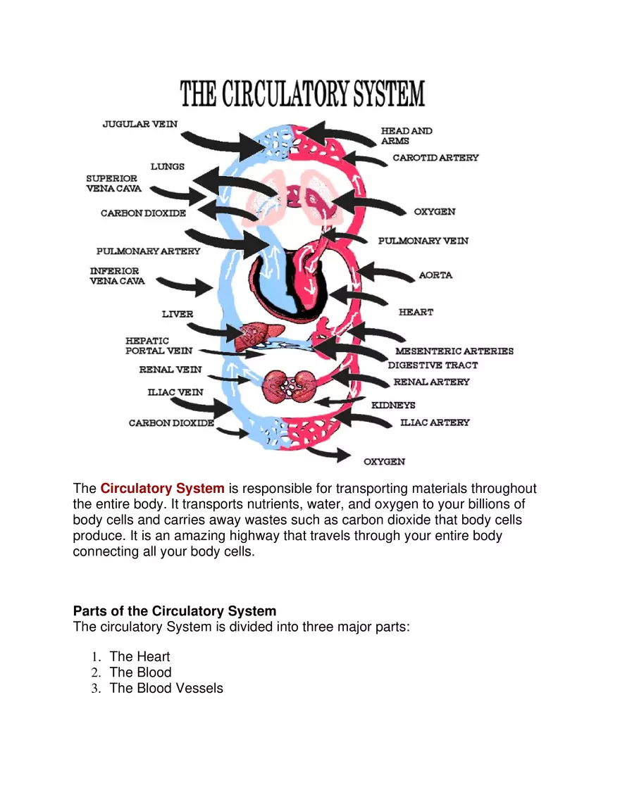 The Circulatory System - Page 1