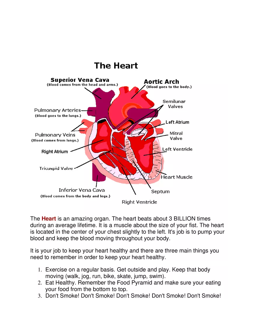 The Circulatory System - Page 2