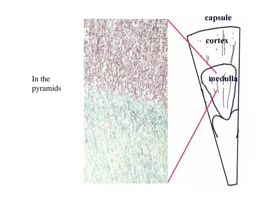 Urinary System Lecture - Page 7
