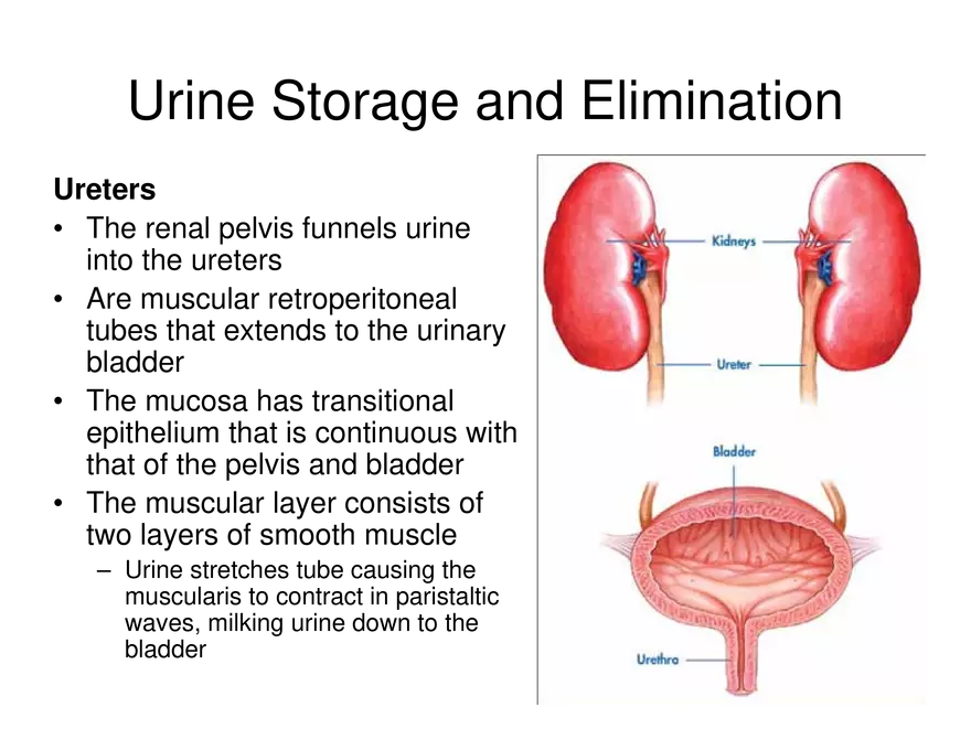 Urinary System Lecture - Page 100