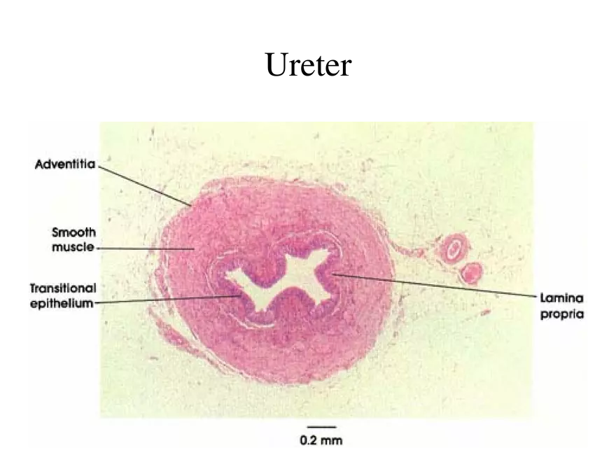 Urinary System Lecture - Page 102