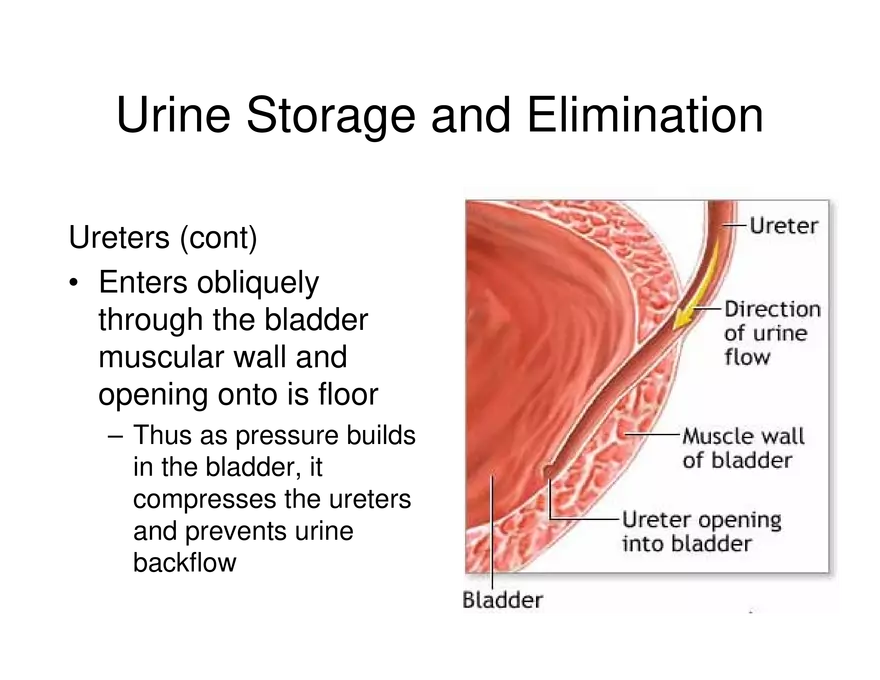 Urinary System Lecture - Page 103