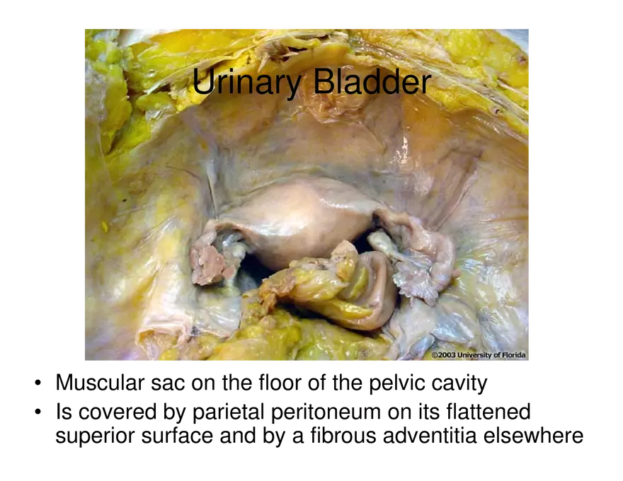 Urinary System Lecture - Page 104