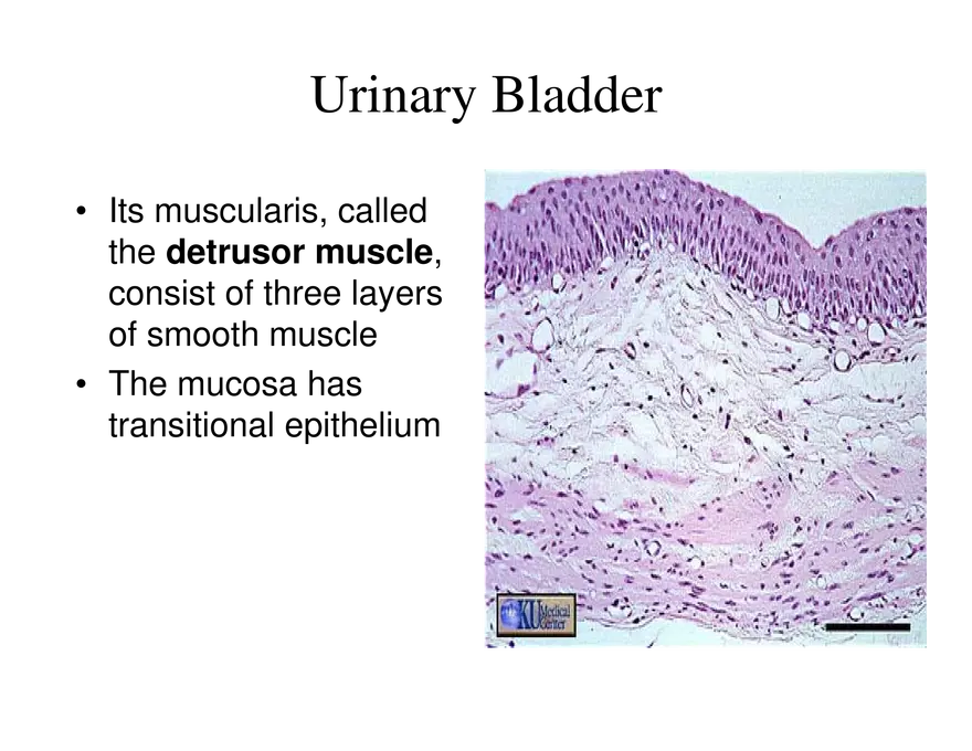 Urinary System Lecture - Page 105