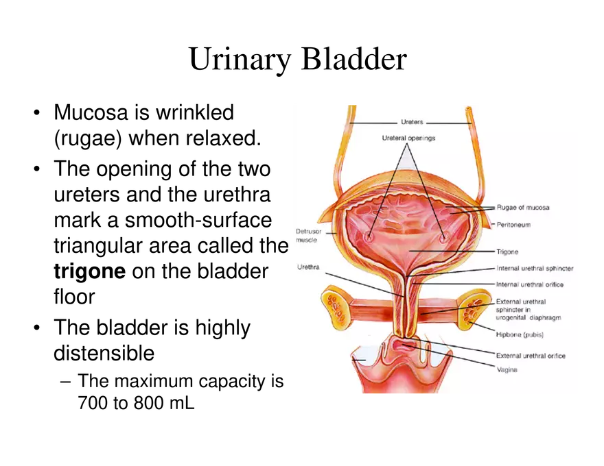 Urinary System Lecture - Page 106