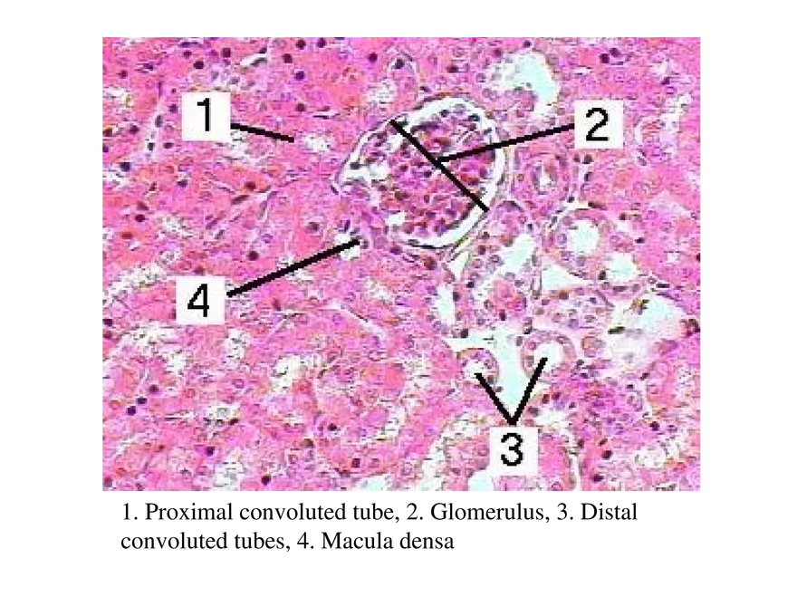Urinary System Lecture - Page 8