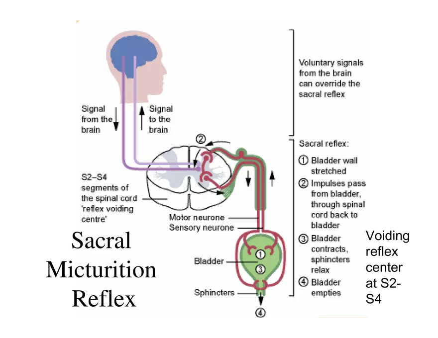 Urinary System Lecture - Page 107