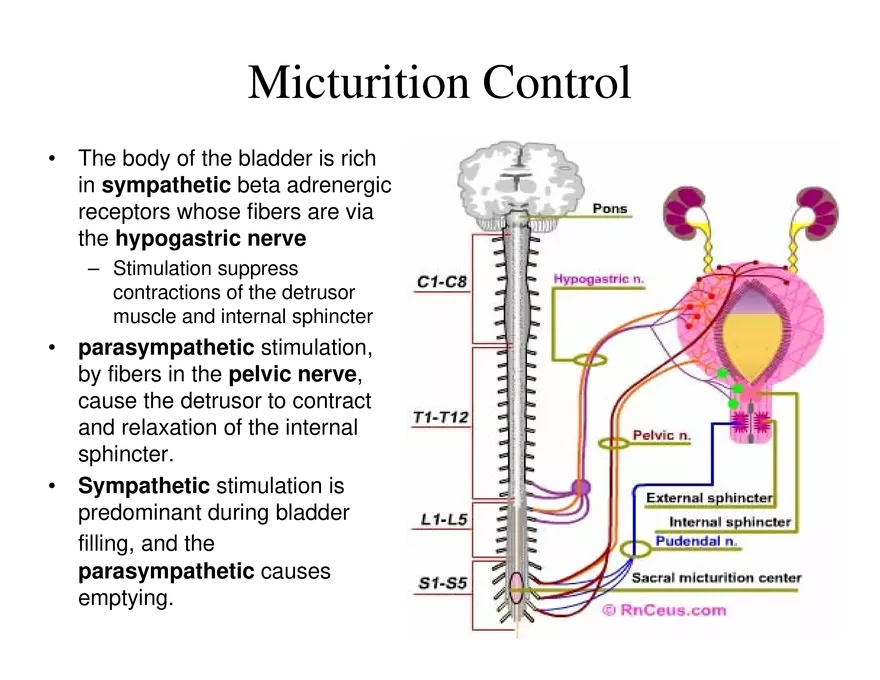 Urinary System Lecture - Page 108