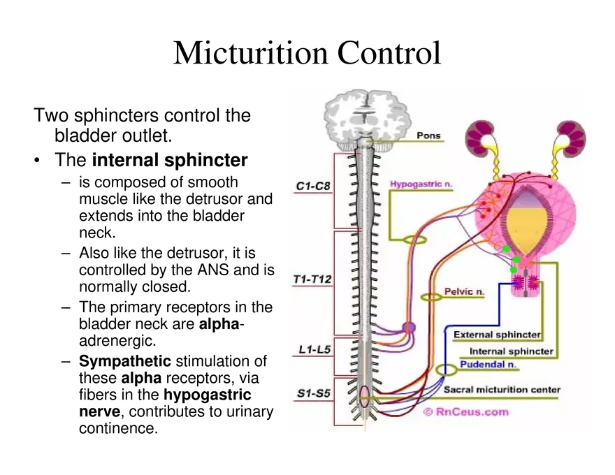 Urinary System Lecture - Page 109