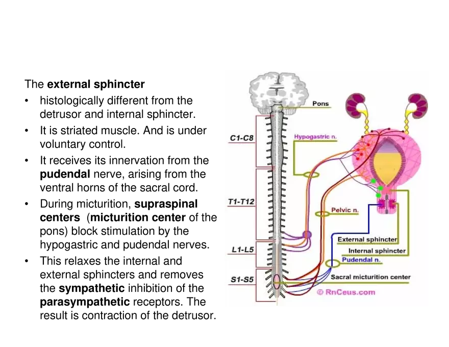 Urinary System Lecture - Page 110