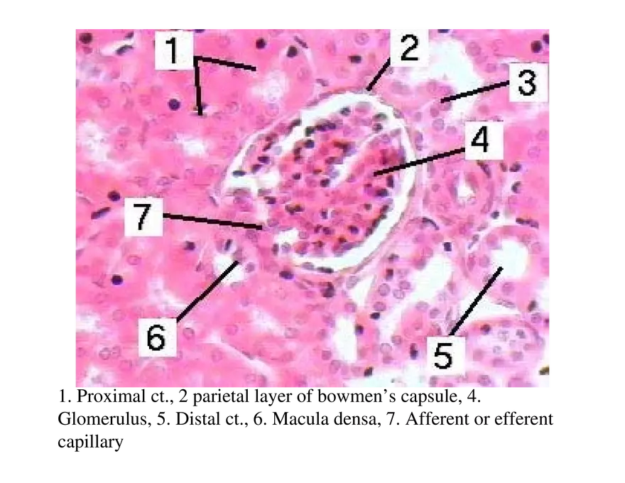 Urinary System Lecture - Page 9