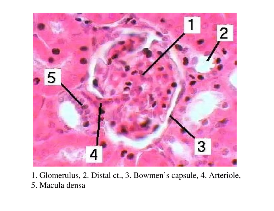 Urinary System Lecture - Page 10