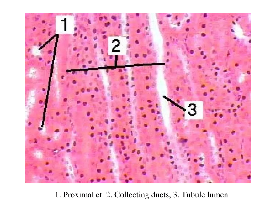 Urinary System Lecture - Page 11