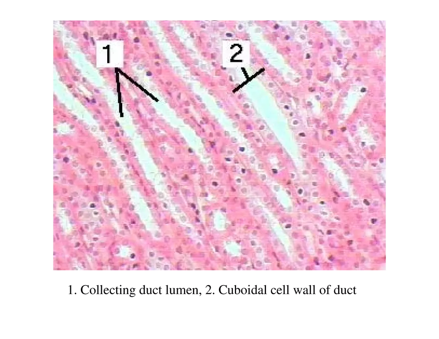 Urinary System Lecture - Page 12