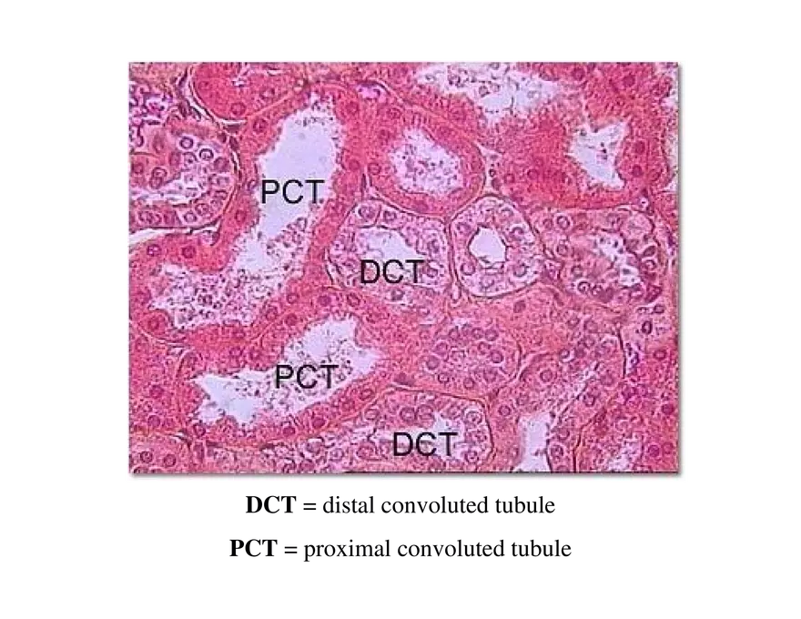 Urinary System Lecture - Page 13
