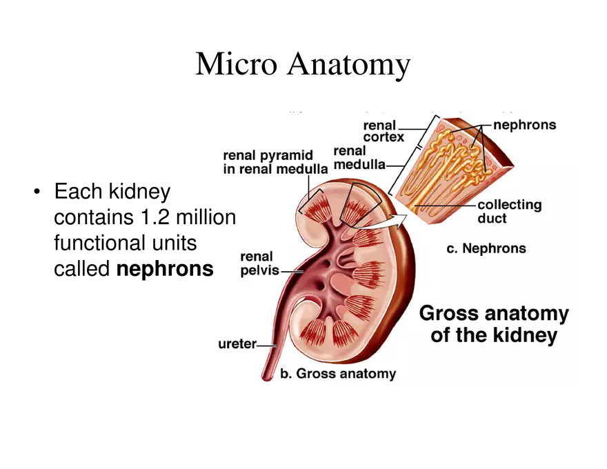 Urinary System Lecture - Page 14