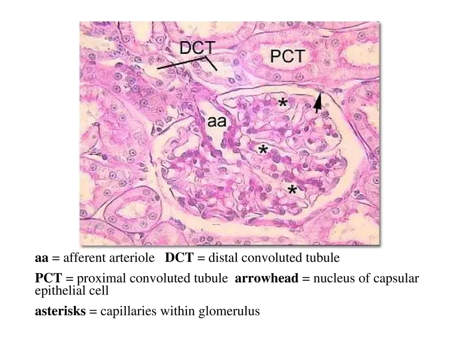 Urinary System Lecture - Page 15