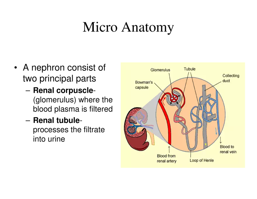 Urinary System Lecture - Page 16