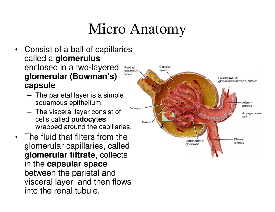 Urinary System Lecture - Page 17