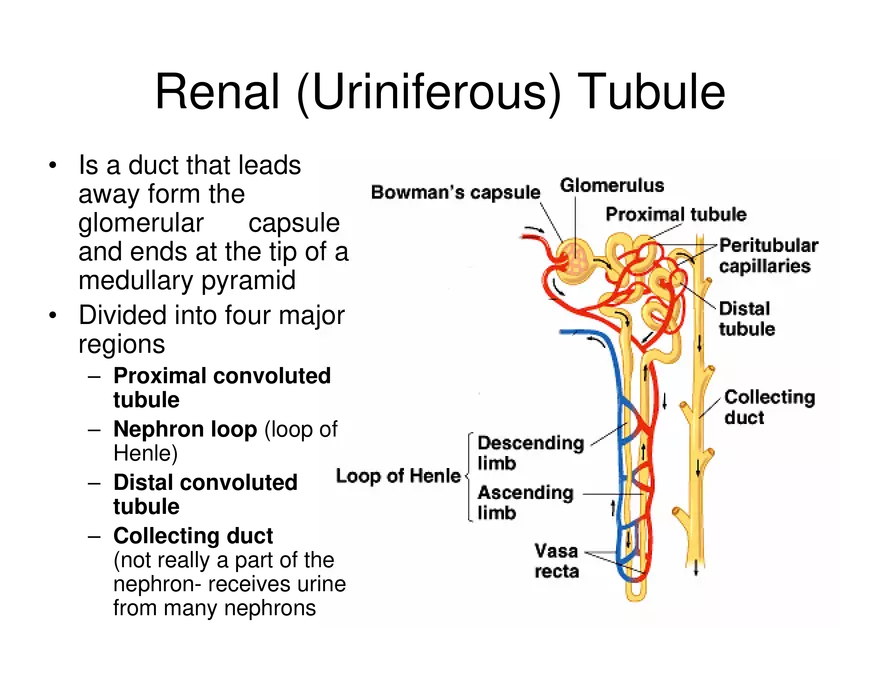 Urinary System Lecture - Page 18