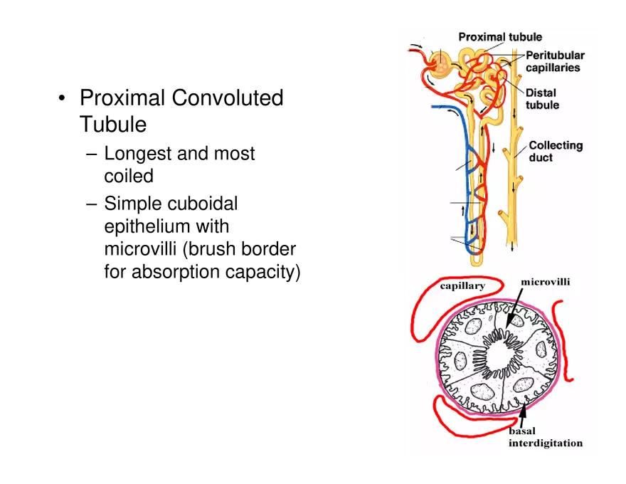 Urinary System Lecture - Page 19
