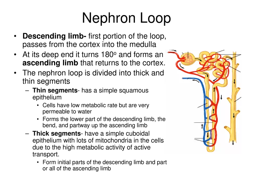 Urinary System Lecture - Page 20