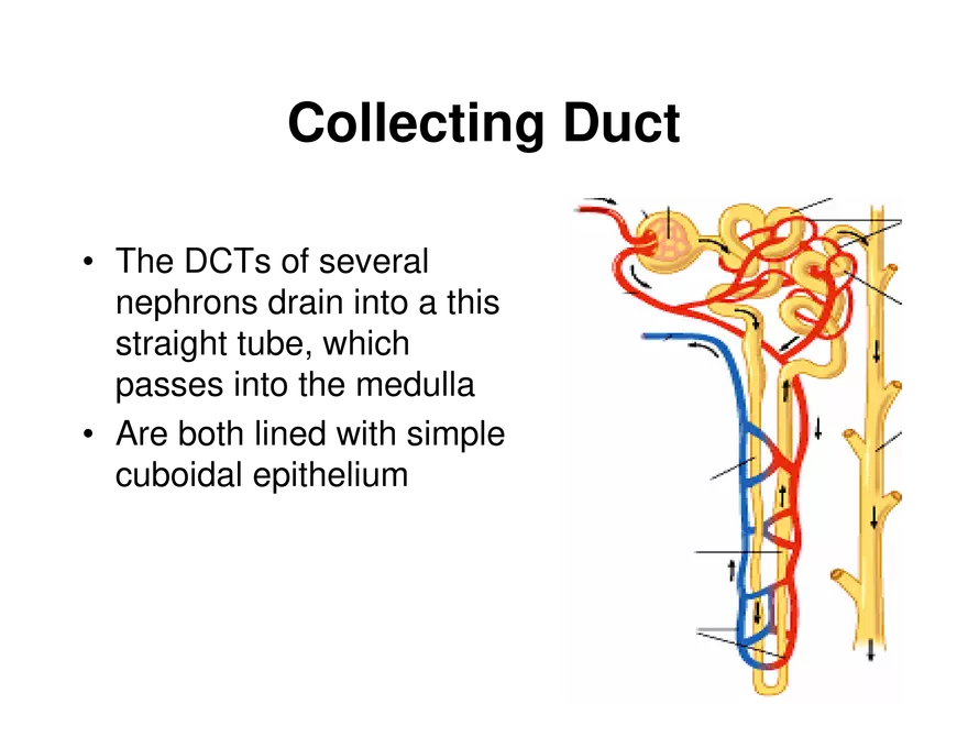 Urinary System Lecture - Page 22