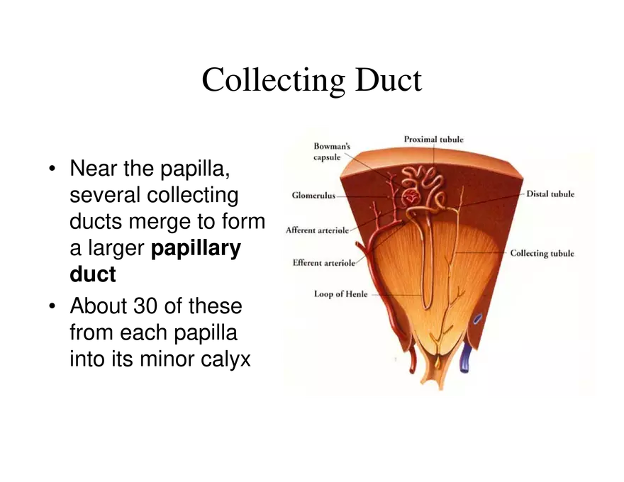 Urinary System Lecture - Page 23
