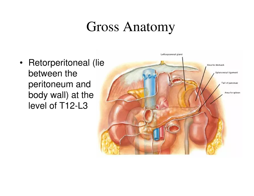 Urinary System Lecture - Page 24