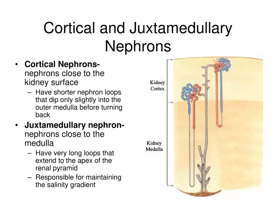 Urinary System Lecture - Page 25