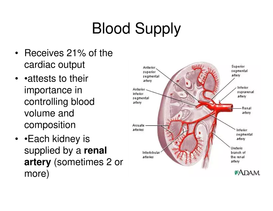 Urinary System Lecture - Page 26
