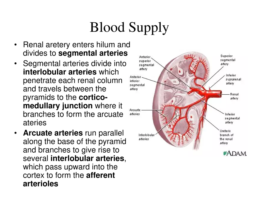 Urinary System Lecture - Page 27