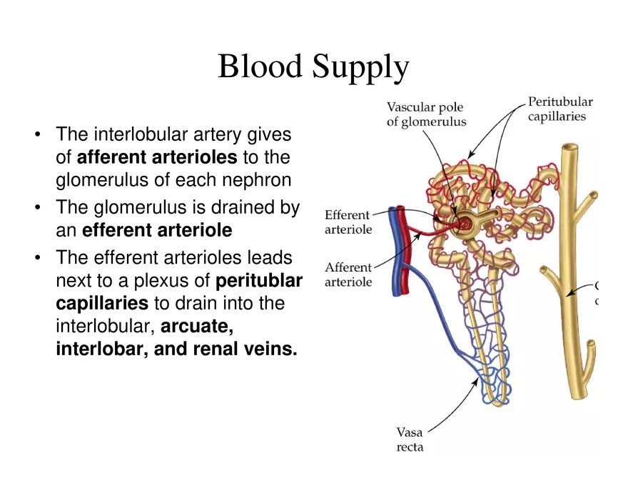 Urinary System Lecture - Page 28