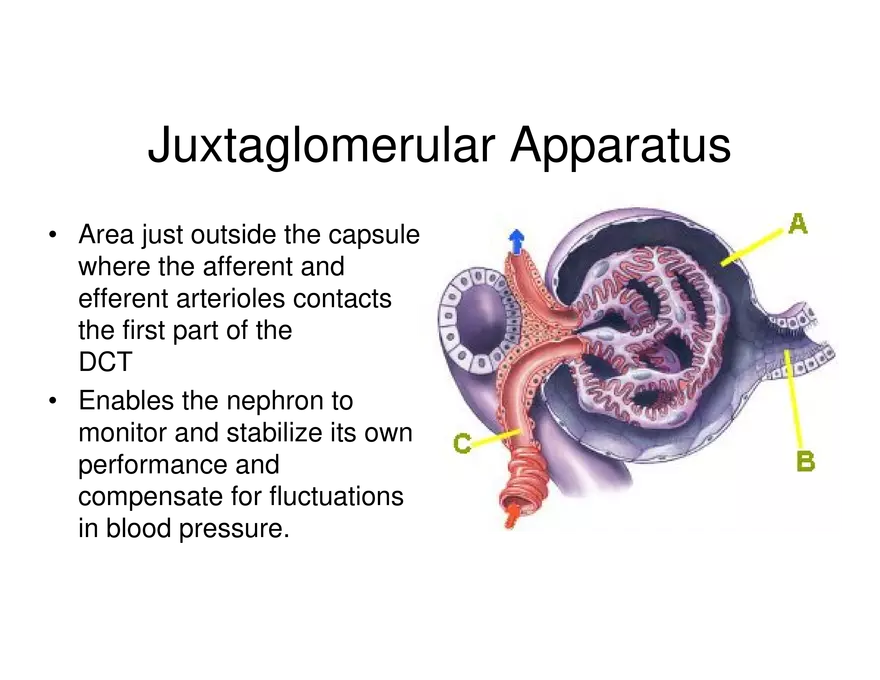 Urinary System Lecture - Page 29