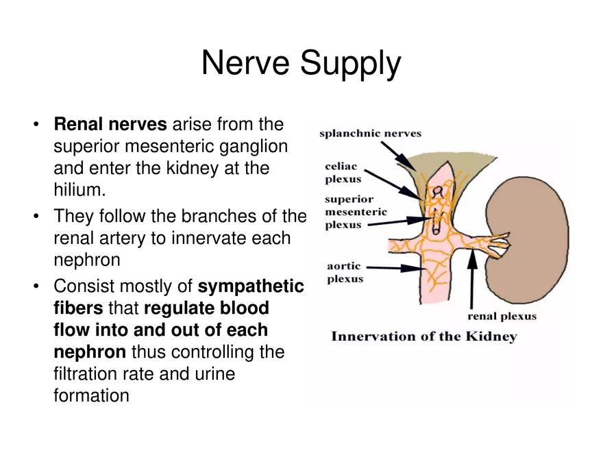 Urinary System Lecture - Page 30