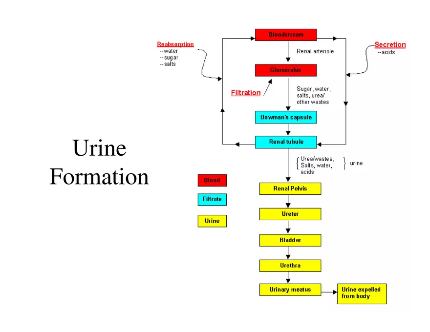 Urinary System Lecture - Page 31