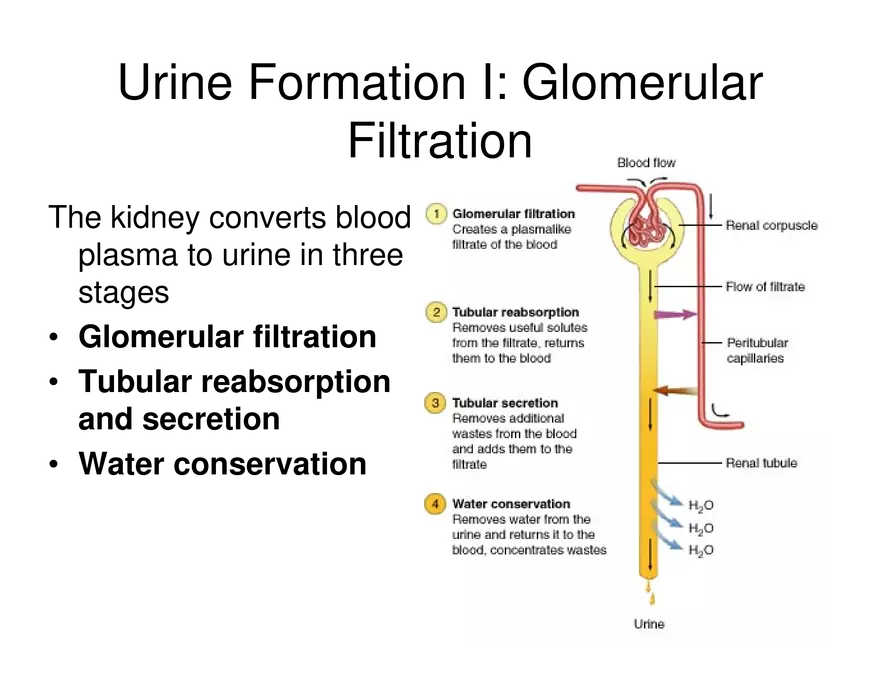 Urinary System Lecture - Page 32