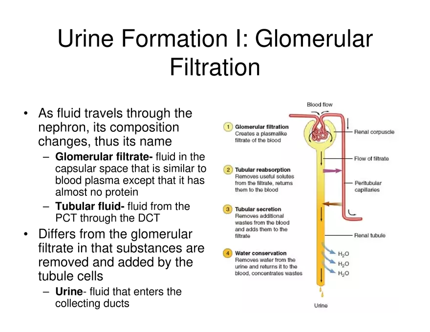 Urinary System Lecture - Page 33