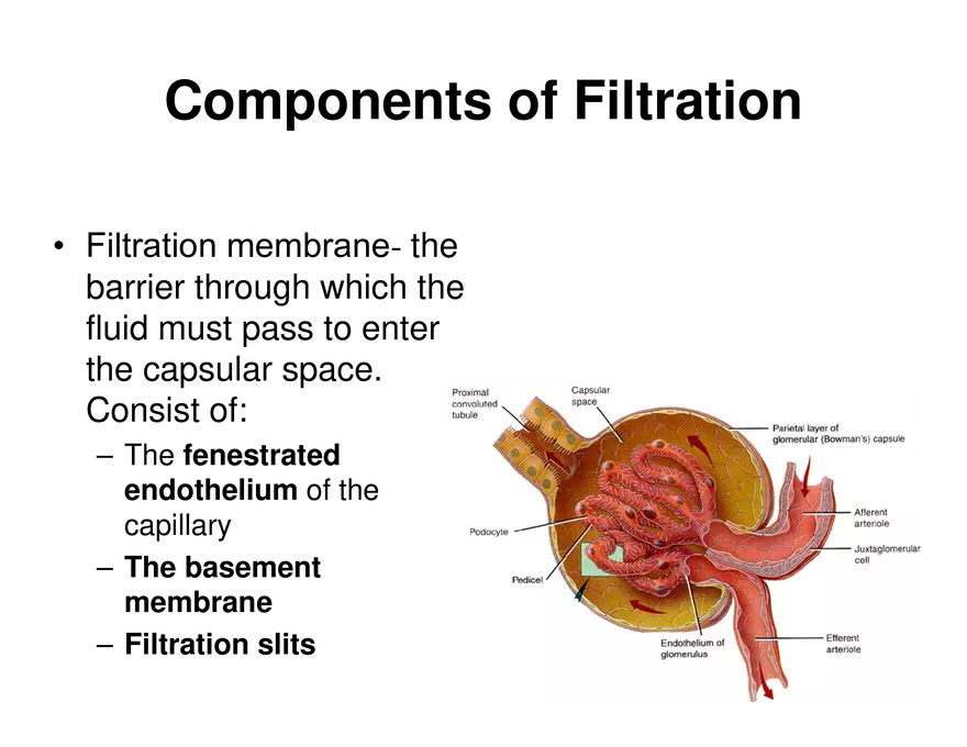 Urinary System Lecture - Page 34
