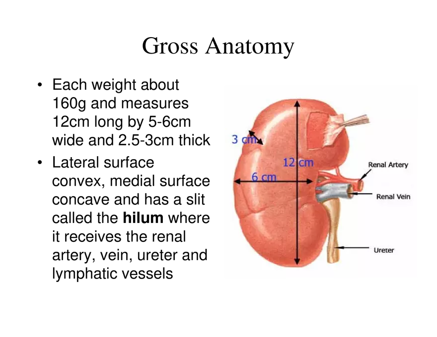 Urinary System Lecture - Page 35