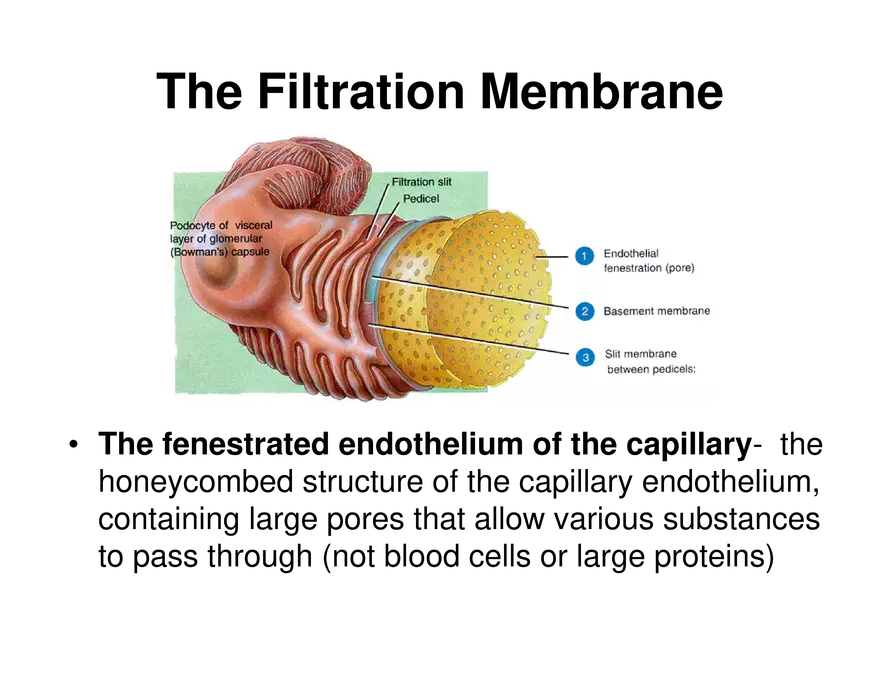 Urinary System Lecture - Page 36