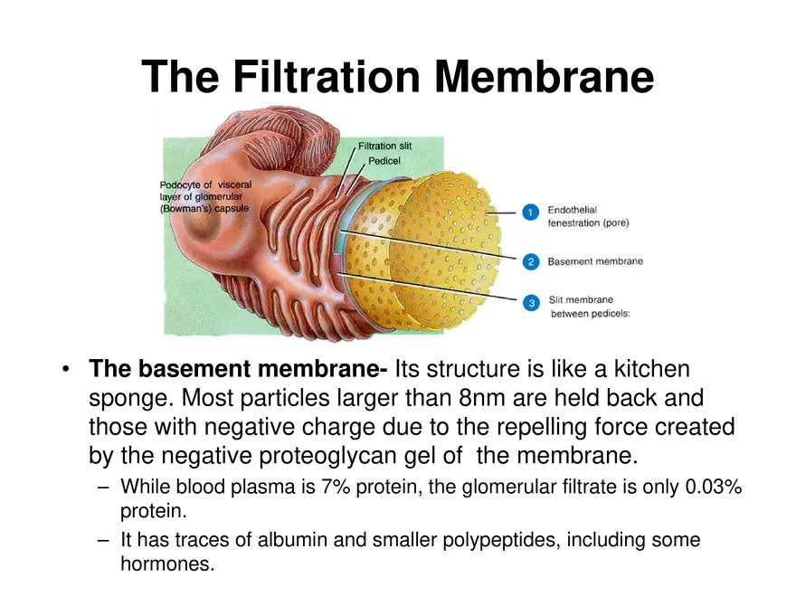 Urinary System Lecture - Page 37